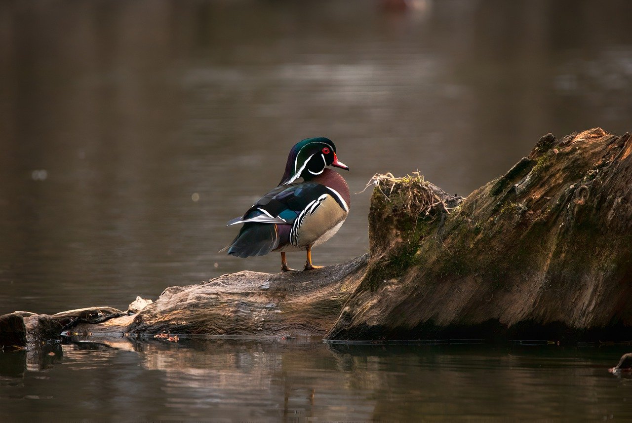 Technology Advancements Aiding in Conservation